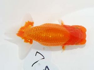 東部本部大会 西関脇　山岡　仁　楽友