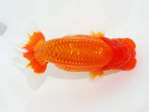 東部本部大会 東小結　野口正樹　両毛