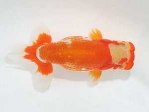 東部本部大会 西小結　芳賀孝泰　観魚会