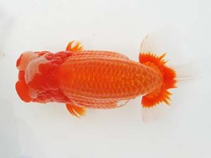 東部本部大会　東大関　大久保義彰　楽友