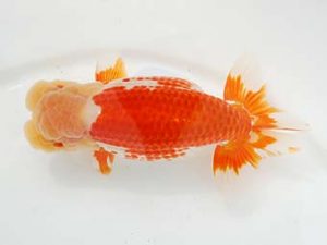 東部本部大会 勧進元一　塩原竹史　両毛