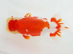 東部本部大会 勧進元二　坂場克身　観魚