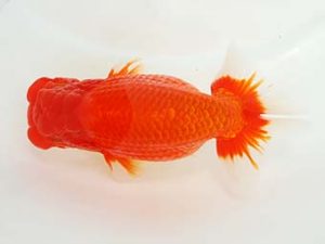 東部本部大会 行司一　稲村俊明　楽友