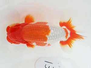 東部本部大会 行司二　山内研作　房総