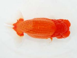 東部本部大会 行司三　熊澤　誠　湘南