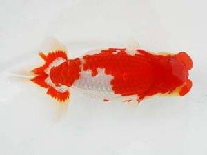 東部本部大会 脇行司一　荻谷冨士夫　常陸