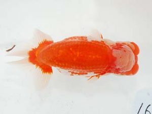 東部本部大会 脇行司二　青木浩一　観魚会