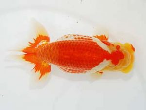 東部本部大会　西大関　田村　智　横浜