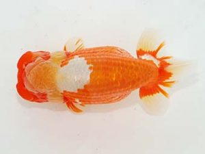 東部本部大会　立行司　野嶋隆一　房総