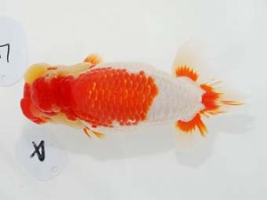 東部本部大会　取締一　目黒康弘　横浜