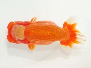 東部本部大会　取締二　野嶋隆一　房総