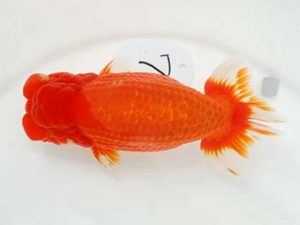 東部本部大会 西関脇　石田直樹　楽友