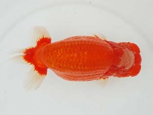 東部本部大会　東大関　稲村俊明　楽友