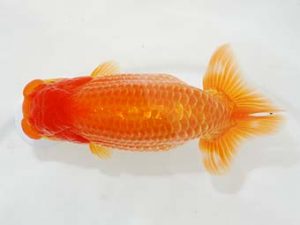 東部本部大会 勧進元一　新倉健次　好鱗会