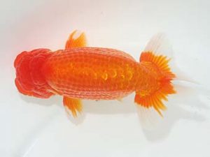 東部本部大会 勧進元二　高津克人　葛飾