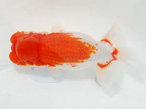 東部本部大会 行司一　宮川幸久　福島