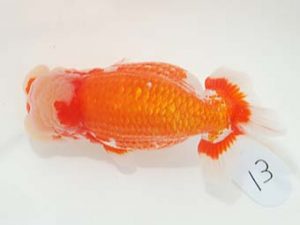 東部本部大会 行司二　高地成弥　房総