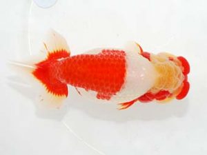 東部本部大会 行司三　坂場克身　観魚会