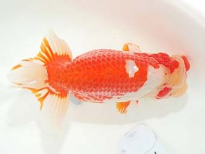 東部本部大会 脇行司一　物部光宏　紫錦会