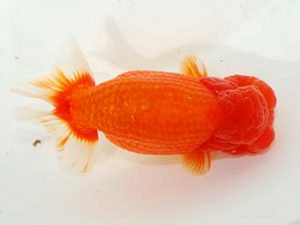 東部本部大会 脇行司二　安田英一　湘南