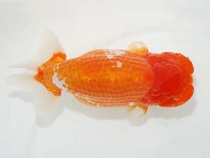 東部本部大会　西大関　熊澤　誠　湘南