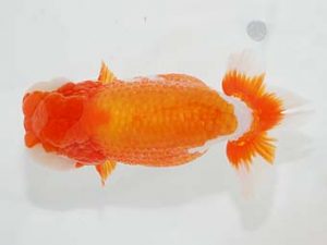 東部本部大会　立行司　君塚一博　房総