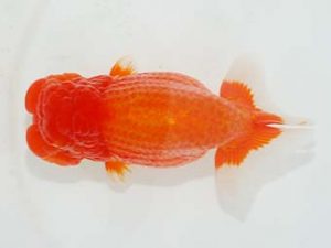 東部本部大会　取締一　坂場克身　観魚会