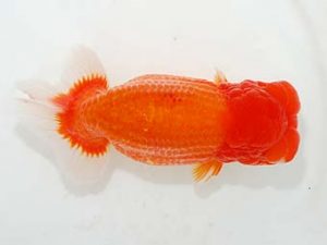 東部本部大会 西関脇　目黒康弘　横浜