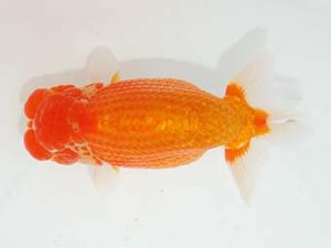 東部本部大会 東小結　高田順一　福島