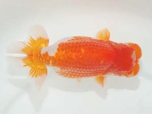 東部本部大会 西小結　花田国昭　常陸