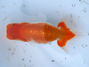 徳島愛錦会　東大関　大原　正