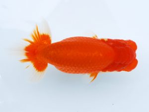 徳島愛錦会　西大関　島崎大輔