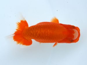 徳島愛錦会　立行司　藪内　満