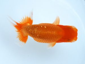 徳島愛錦会　東取締　小倉　弘