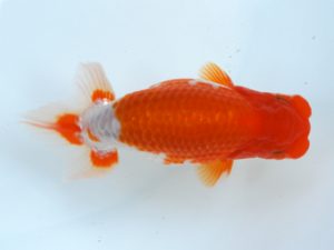 徳島愛錦会　西取締　田中　勉