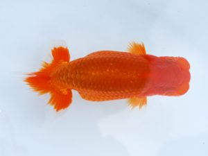 徳島愛錦会　東大関　瀬野正樹