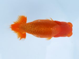 徳島愛錦会　西大関　川村和己