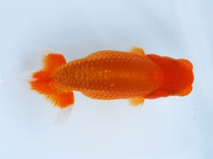 徳島愛錦会　東取締　瀬野正樹