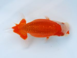 徳島愛錦会　西取締　武居正成