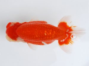 徳島愛錦会　東大関　小倉　弘