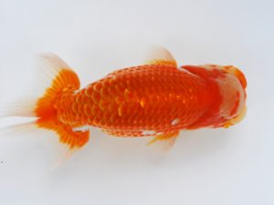 徳島愛錦会　西大関　島崎大輔