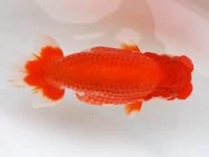 徳島愛錦会　立行司　蛭子新一