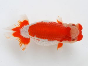 徳島愛錦会　東取締　蛭子新一