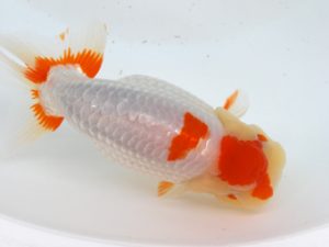 徳島愛錦会　西取締　矢本貞雄