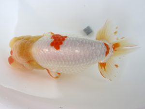 徳島愛錦会　東大関　田中　勉