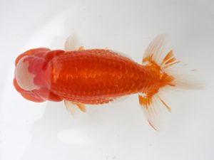 徳島愛錦会　西大関　佐藤茂夫