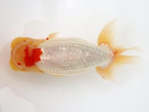 徳島愛錦会　立行司　山光　勲