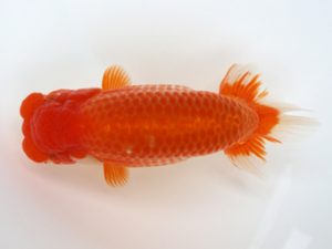 徳島愛錦会　東取締　蛭子新一