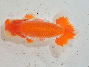 西日本金魚愛好会 東大関 力丸洋一 鳥栖みやき 西日本金魚愛好会 東大関 力丸洋一 鳥栖みやき