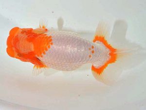 西日本金魚愛好会 西大関 釜崎直人 日らん佐賀 西日本金魚愛好会 西大関 釜崎直人 日らん佐賀